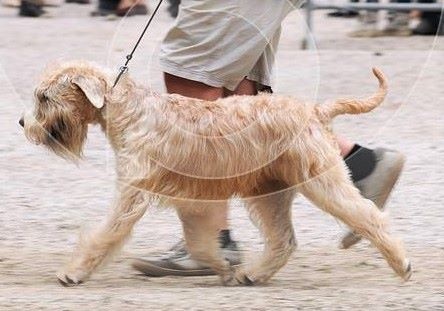 CH. Soft' Dog' City Lowen dee - 1er Excellent - Meilleur Jeune de Race