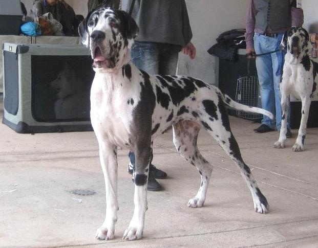 Epsylone des Varennes Mystiques - 2ème Excellent