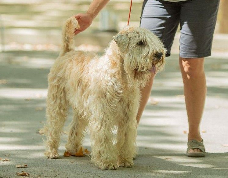 CH. Soft' Dog' City Lowen dee - 1er EXCELLENT CACS Meilleur de sexe opposé