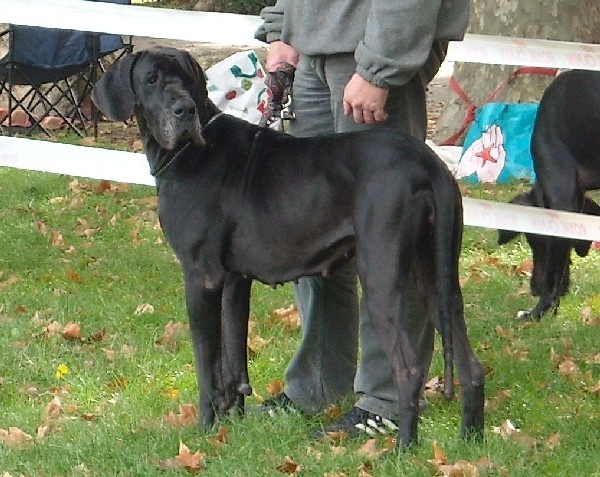 Changhaï des Varennes Mystiques - Excellent