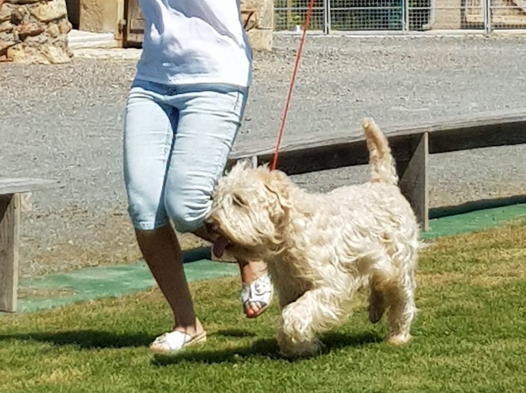 CH. Soft' Dog' City Lowen dee - Excellent cl ouverte Mâle (exposition sans classement)