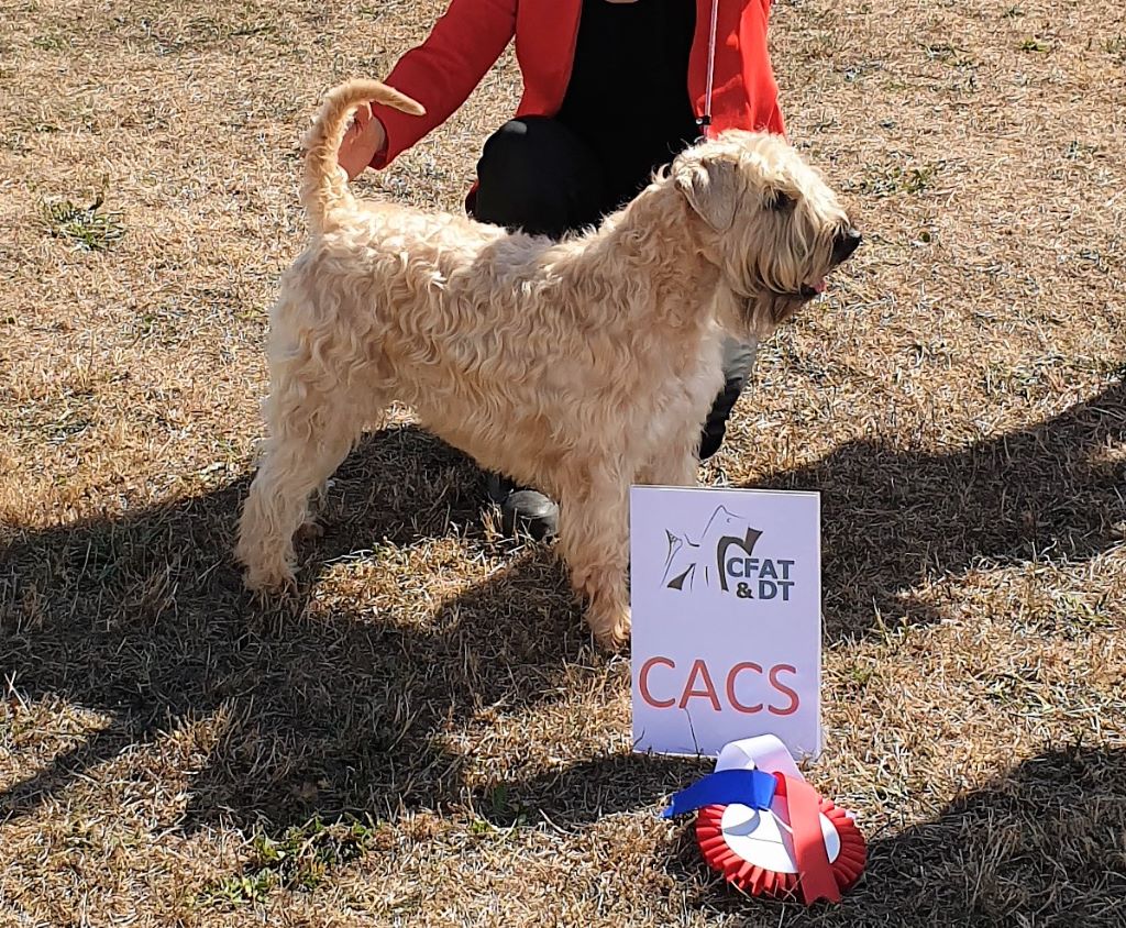 CH. Ostrale des Varennes Mystiques - 1er Excellent CACS