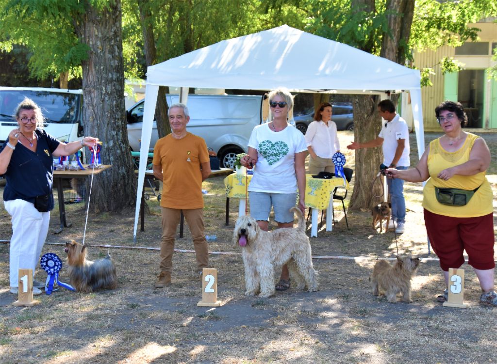 CH. Soft' Dog' City Lowen dee - Excellent