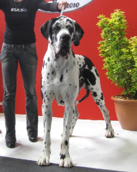 Carmino Burana des Varennes Mystiques - 1er Excellent CACS - CACIB Meilleur de Race