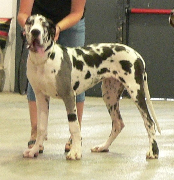 Epsylone des Varennes Mystiques - Très Prometteur -