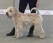 CH. Soft' Dog' City Lowen dee - 1 er Excellent CACS - CACIB et Meilleur de Race