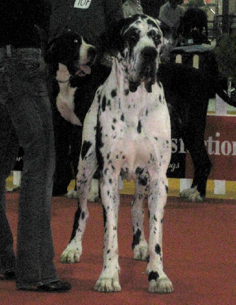 Carmino Burana des Varennes Mystiques - 1er Excellent CACS
