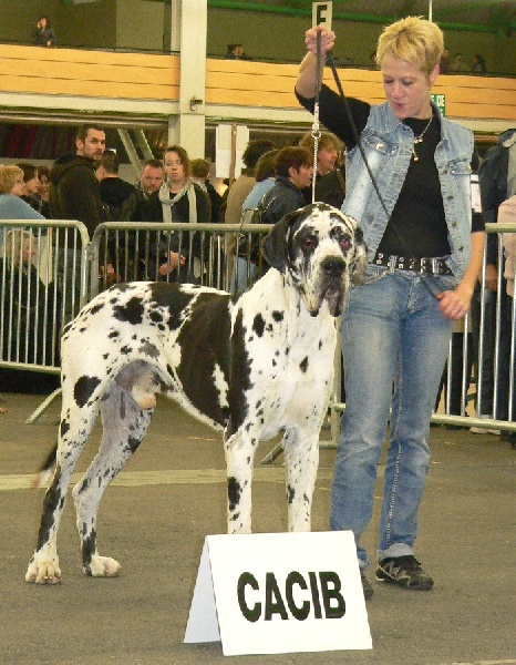Carmino Burana des Varennes Mystiques - 1 ère Exellent CACS - CACIB Meilleur de Race
