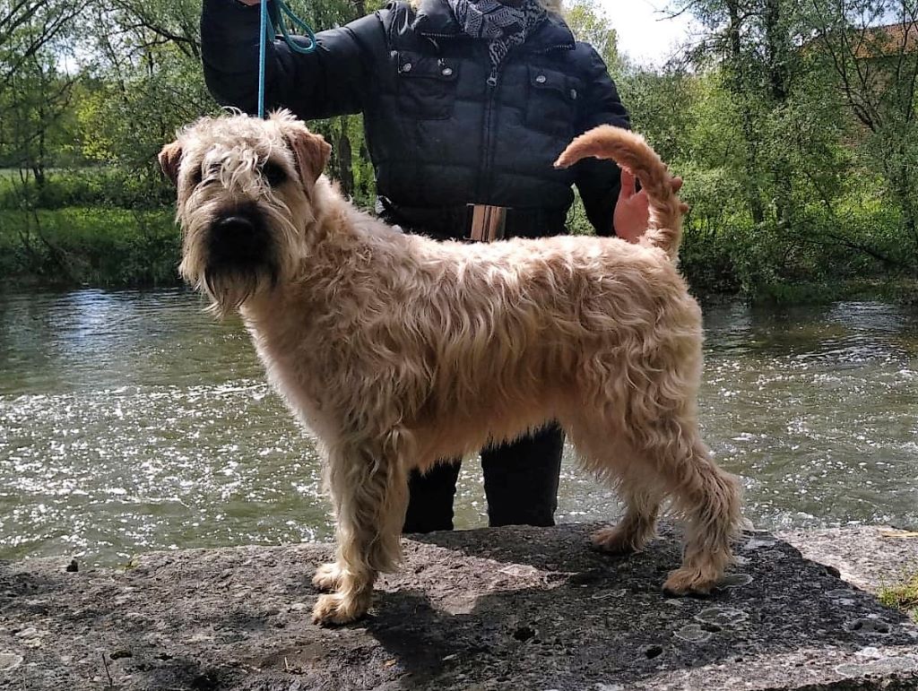 CH. Ostrale des Varennes Mystiques - 1ère Excellent - Meilleur Jeune