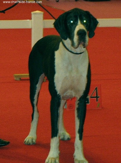 Vénésia des Varennes Mystiques - 1er Excellent CACS-RCACIB