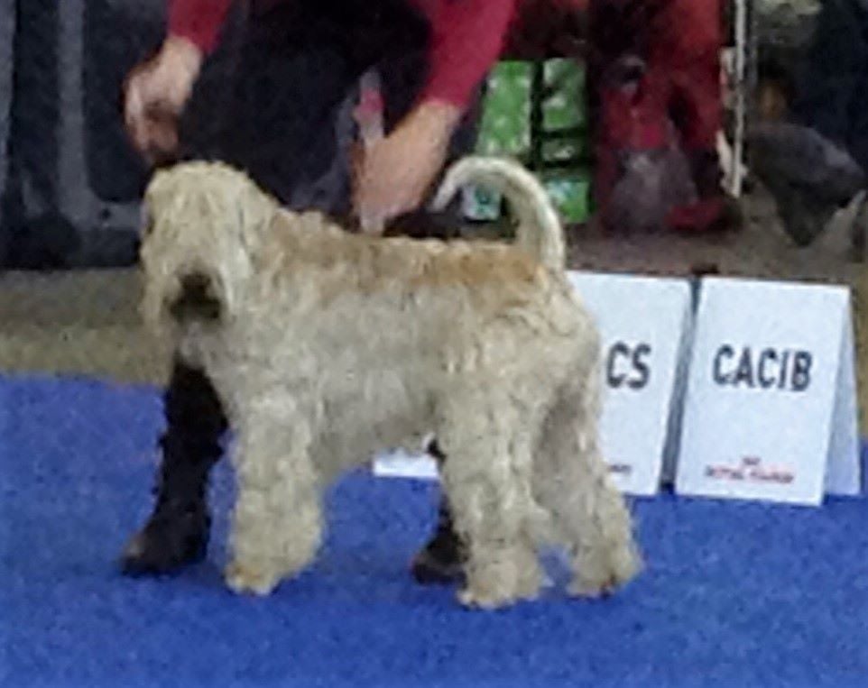 CH. Soft' Dog' City Lowen dee - 1er Exc CACS - CACIB