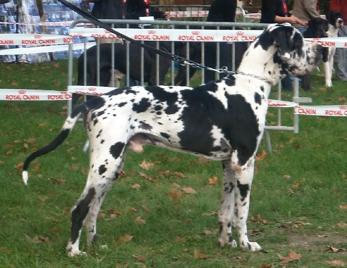 Carmino Burana des Varennes Mystiques - Eexcellent Meilleur couleur arlequin mâle