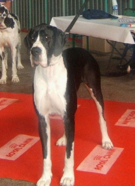 Vénésia des Varennes Mystiques - 2 ème excellent RCACS