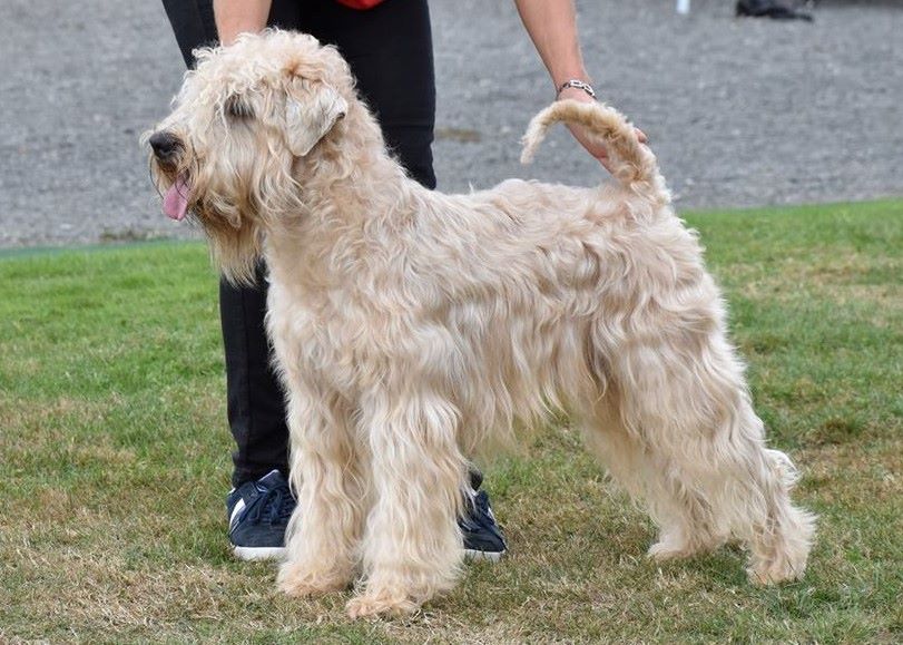 CH. Soft' Dog' City Lowen dee - 1 er Excellent et Meilleur de sexe Opposé + TC et TAN