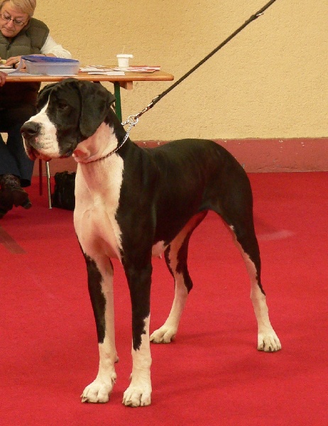 Vénésia des Varennes Mystiques - 3 ème Exellent