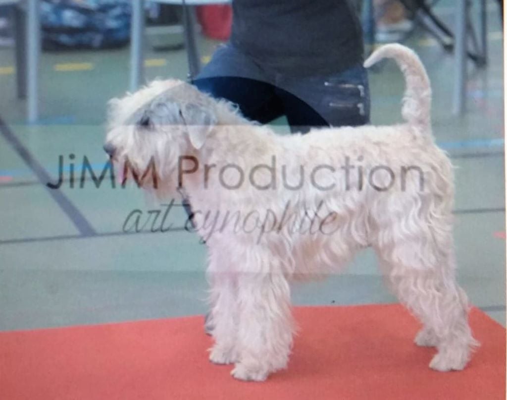 CH. Soft' Dog' City Lowen dee - 3ème Excellent