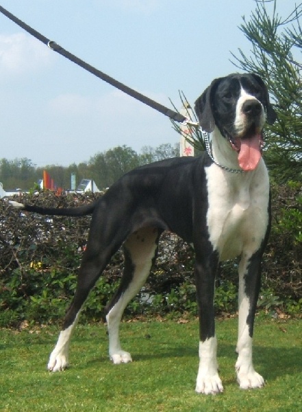 Vénésia des Varennes Mystiques - 1ère Excellent