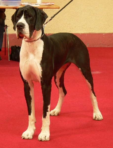 Vénésia des Varennes Mystiques - 2ème Excellent RCAC