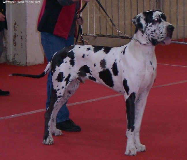 CH. Ulligan des Varennes Mystiques - CACS