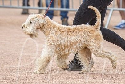 CH. Soft' Dog' City Lowen dee - 1er Excellent CACS V et BOV