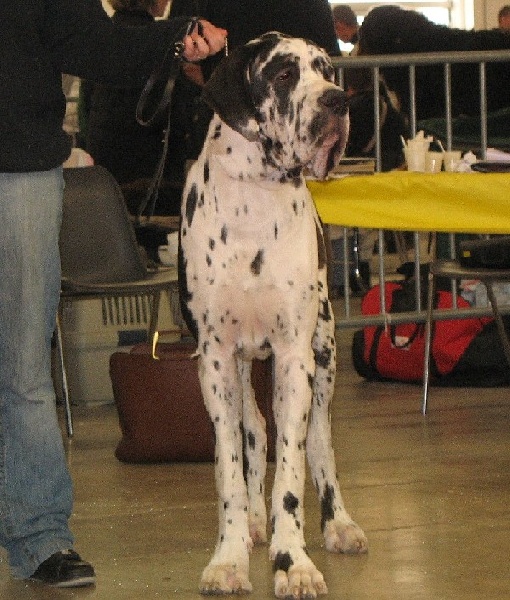 Carmino Burana des Varennes Mystiques - Très Pometteur Meilleur Puppy
