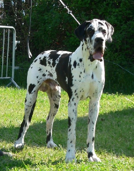 Carmino Burana des Varennes Mystiques - 1 er Excellent Meilleur Jeune