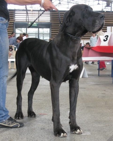 Changhaï des Varennes Mystiques - 2ème Excellent R-CACS