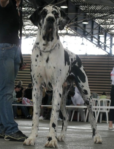 Carmino Burana des Varennes Mystiques - 1er Excellent R-CACS