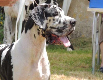 Epsylone des Varennes Mystiques - 3ème Excellent +