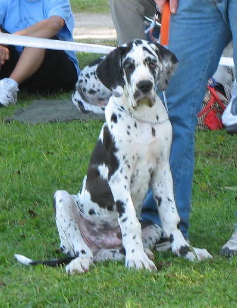Carmino Burana des Varennes Mystiques - 1er Très Prometteur Meilleur Baby