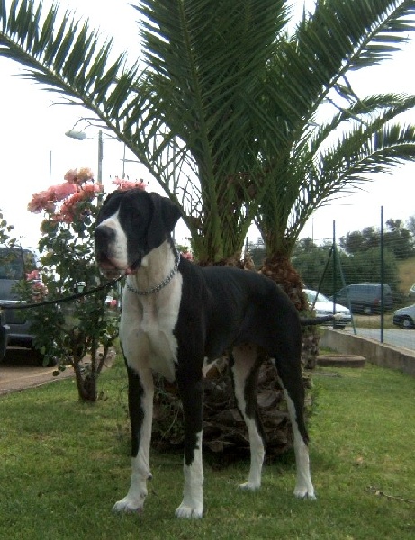 Vénésia des Varennes Mystiques - 1er Excellent CAC - CACIB meilleur de Race