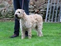 CH. Ostrale des Varennes Mystiques - 1ère Excellent - cl Inter