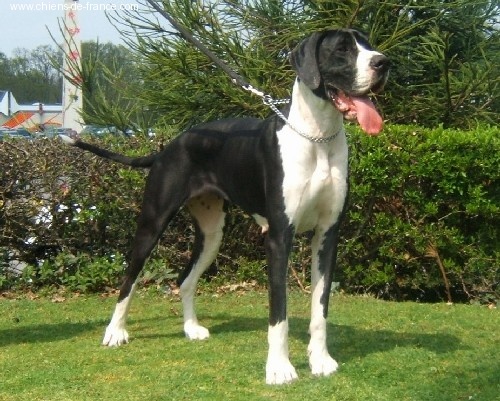 Vénésia des Varennes Mystiques - 1ere Excellent +