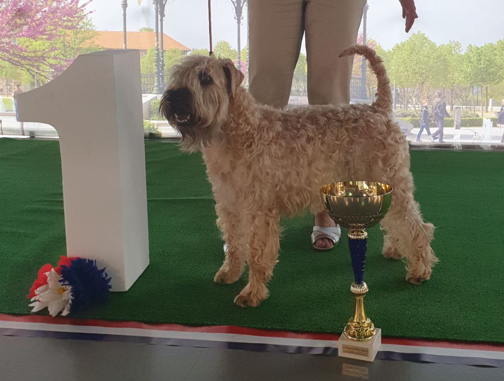 CH. Ostrale des Varennes Mystiques - 1ere Excellent CACS - CACIB et BOS