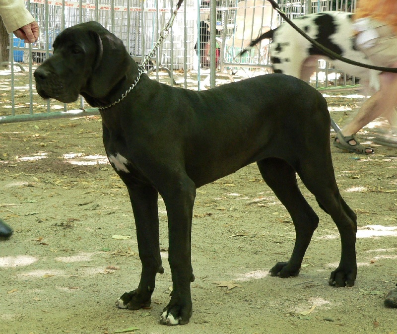 Changhaï des Varennes Mystiques - Très Promètteur ( Classe Puppy)