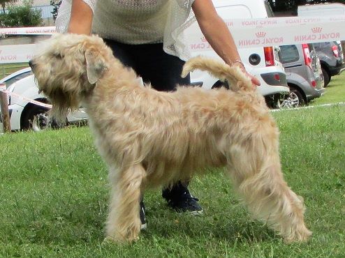 CH. Soft' Dog' City Lowen dee - 1 er Excellent CACS et Meilleur de Race