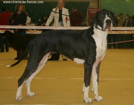 Vénésia des Varennes Mystiques - 1ère Excellent CACS