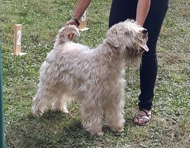 CH. Soft' Dog' City Lowen dee - 1er Excellent et Meilleur de Sexe Opposé