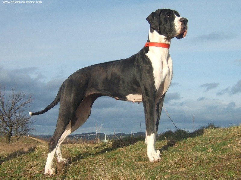Vénésia des Varennes Mystiques - 1ère Excellent CACS - RCACIB