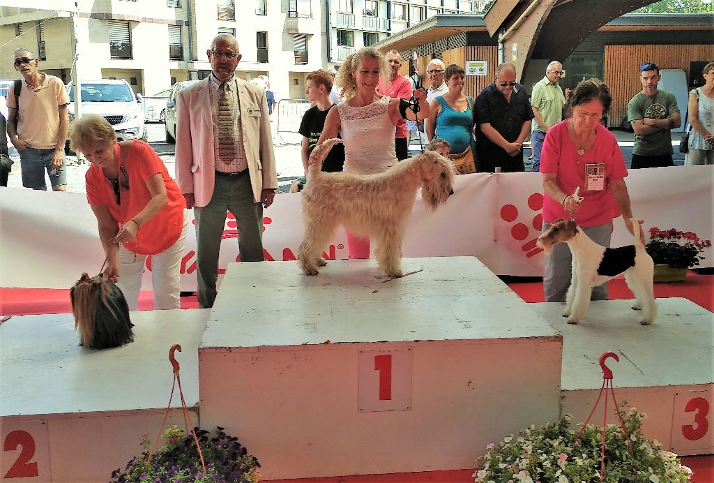 CH. Soft' Dog' City Lowen dee - 1er Excellent CACS Meilleur de Race & Meilleur du 3è Groupe