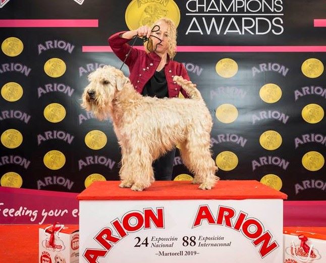 CH. Soft' Dog' City Lowen dee - 1er Exc CACS - CACIB et Meilleur de Race