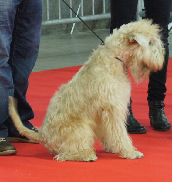 CH. Soft' Dog' City Lowen dee - 1 ère Excellent CACS - CACIB et Meilleur de Race