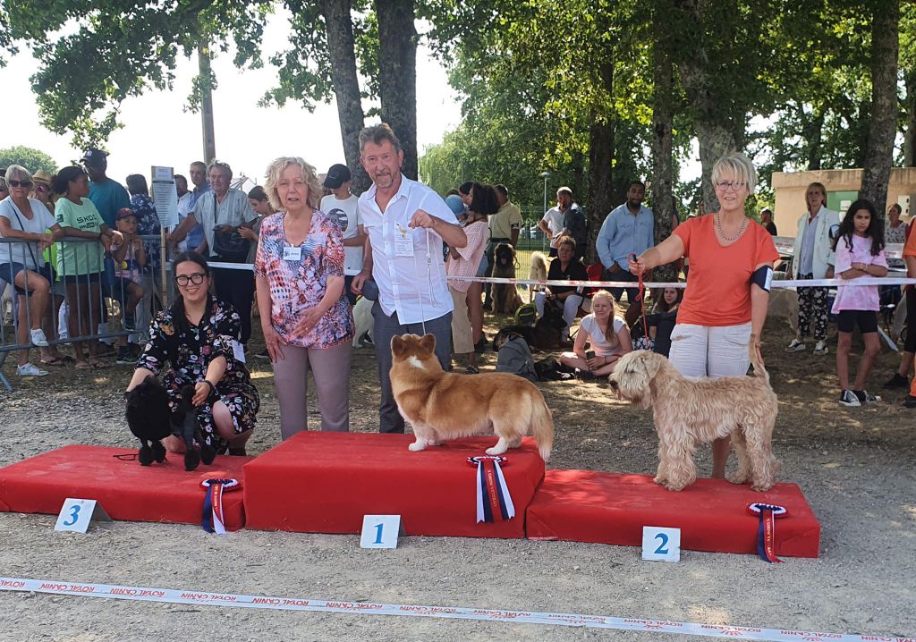 CH. Soft' Dog' City Lowen dee - 1er EXCELLENT CACS-V et BOS meilleur vétéran du 3è Groupe et 2è du BIS Vétéran