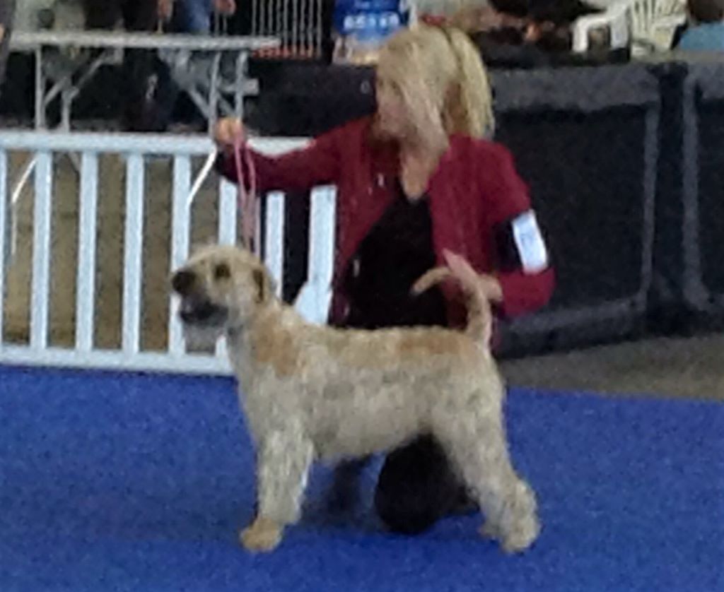 CH. Ostrale des Varennes Mystiques - 1ère Excellent - Meilleur Jeune de Race