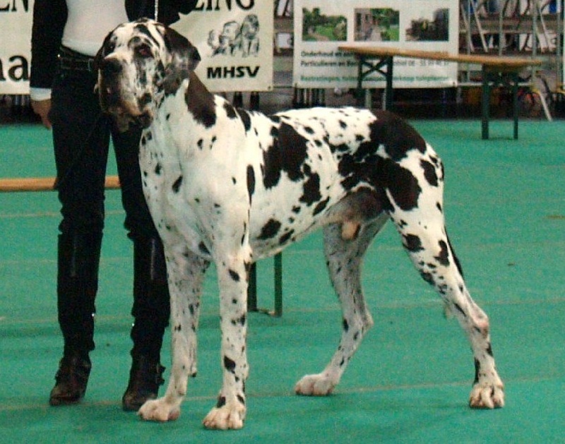 Carmino Burana des Varennes Mystiques - 2ème Excellent