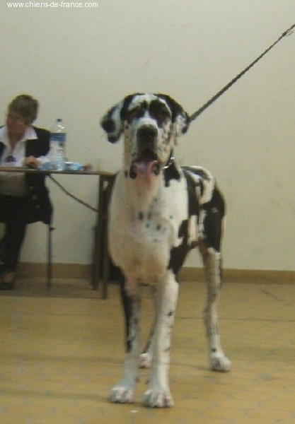 CH. Ulligan des Varennes Mystiques - 2 éme Exc. RCACS