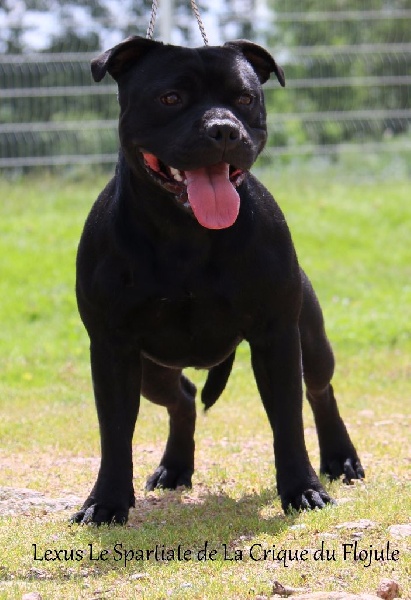 Publication : De la crique du Flojule Auteur : grange cedric