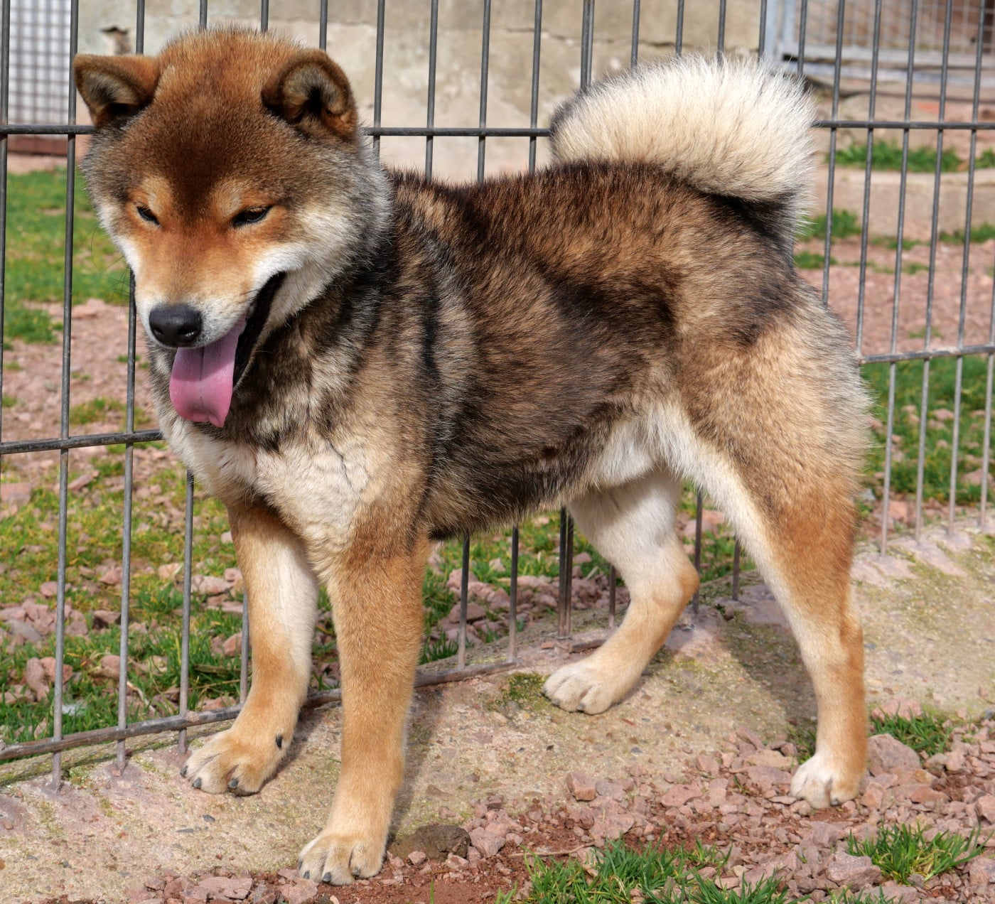 V'izanagi De la crique du Flojule