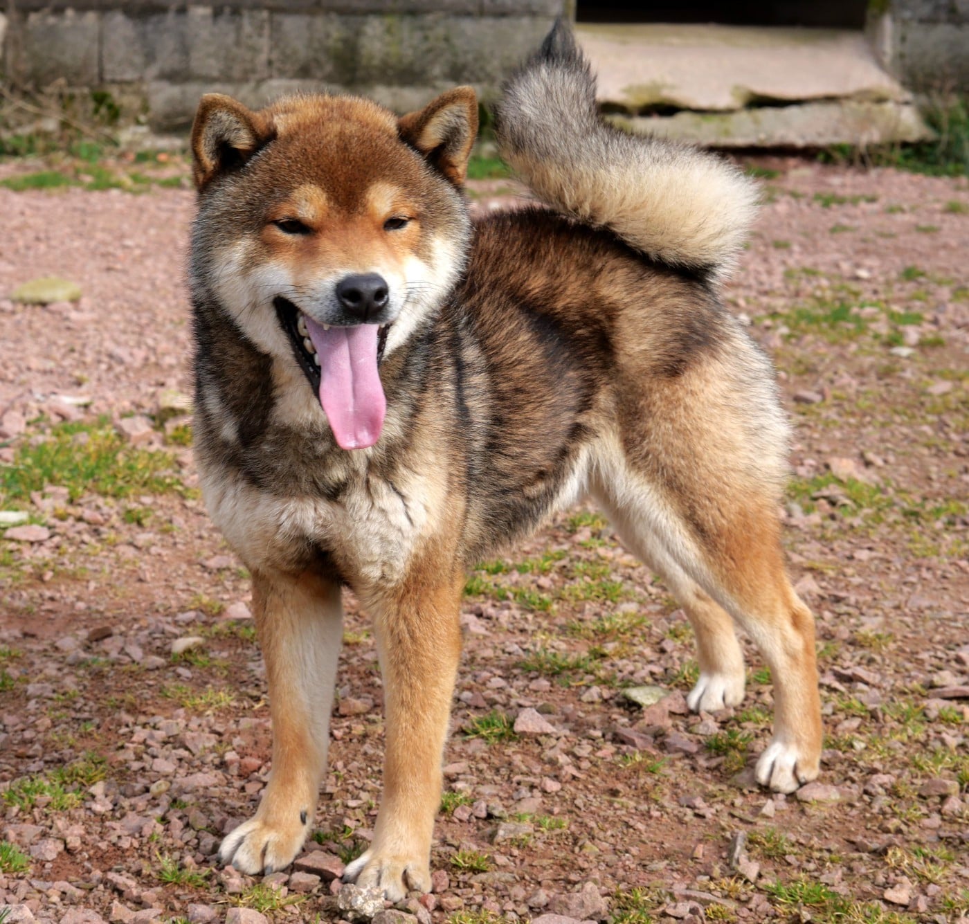 V'izanagi De la crique du Flojule