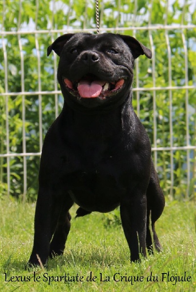 Publication : De la crique du Flojule Auteur : grange cedric